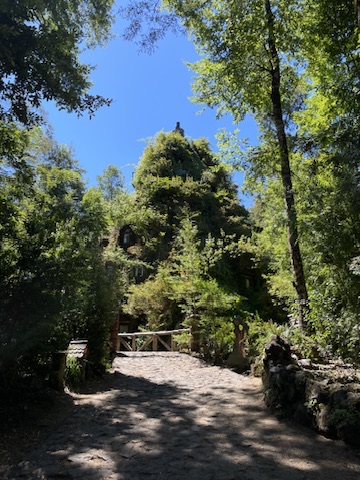 Camino en bosque