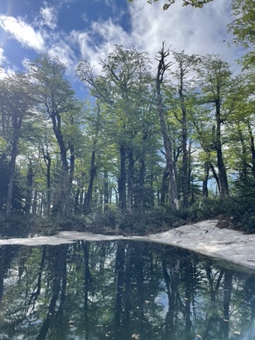 Laguna en bosque nativo