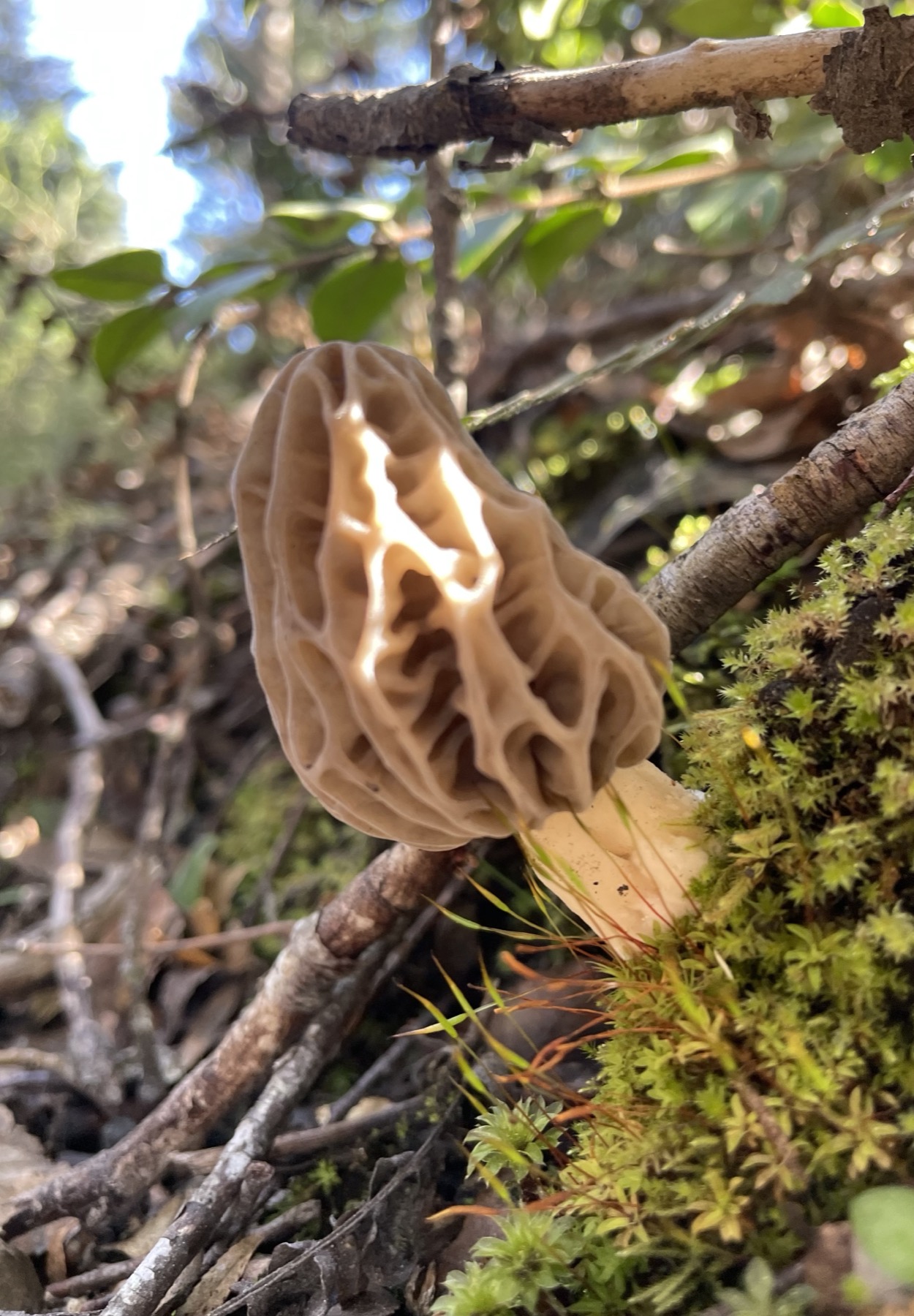 Morchella en Lican Ray